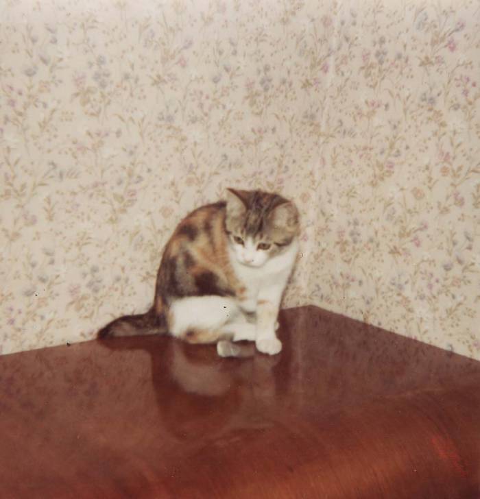 XICA -