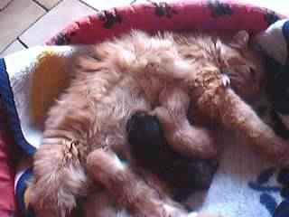 Vanille et ses bébés -