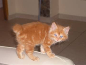 berlioz -