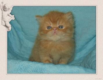 Mon petit BB -