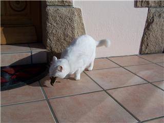 chasse d'Olga -