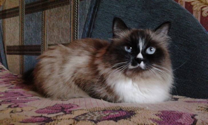 duchess - (3 ans)