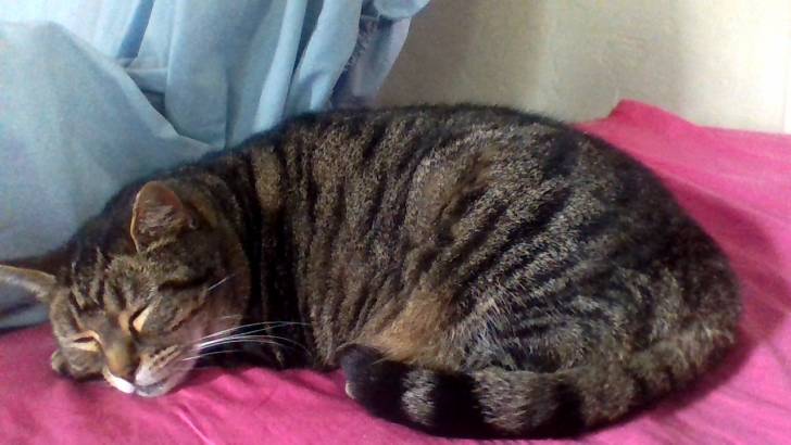 Tiger - (6 ans)