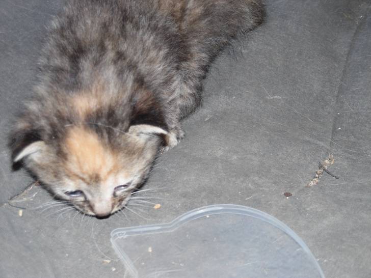 Sweety - (2 mois)