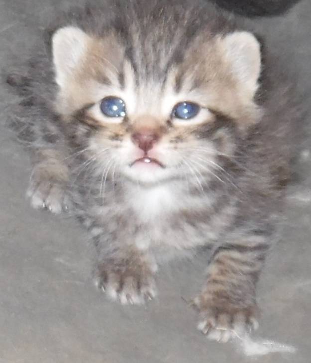 Lixie - (2 mois)