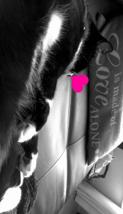 Shiva - (2 ans)