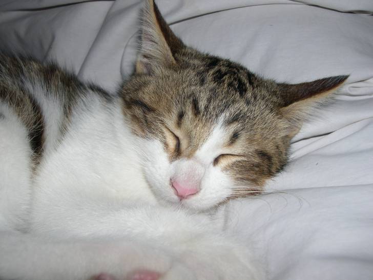 chat -