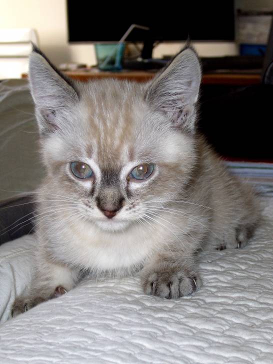 chat -