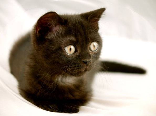 chat -