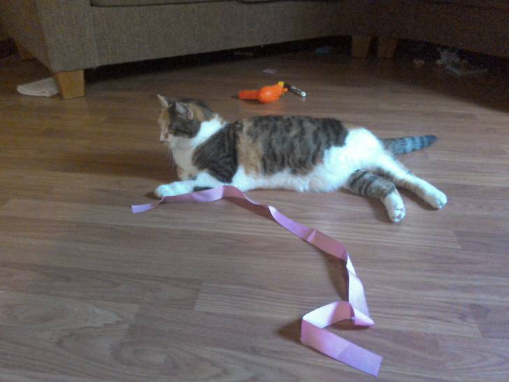 Miss kitty - (5 ans)