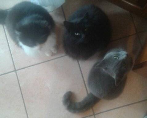 Scilla, Whisky e Smeagol -