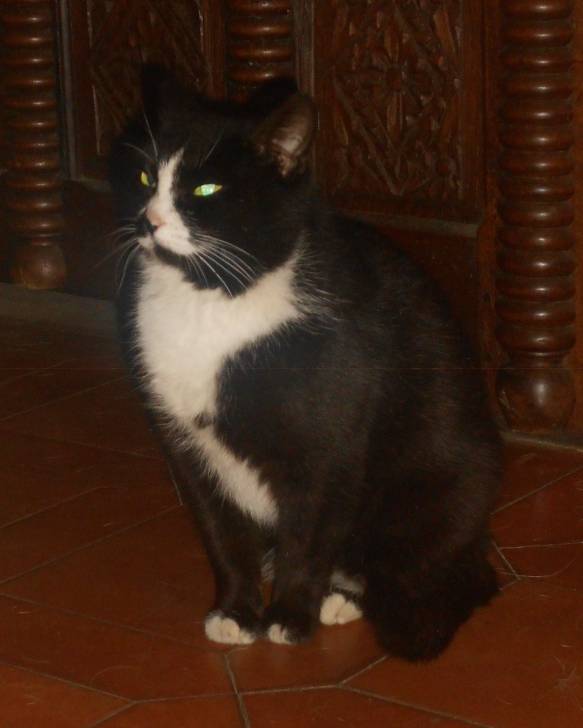 Tchi-Tchou - (4 ans)