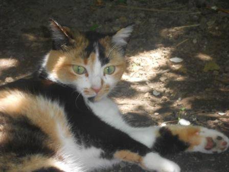 Tigresse - (2 ans)