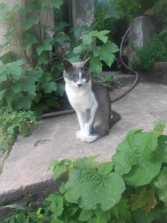 Souris - Mâle (2 ans)