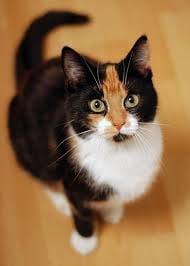 Cali - (2 ans)