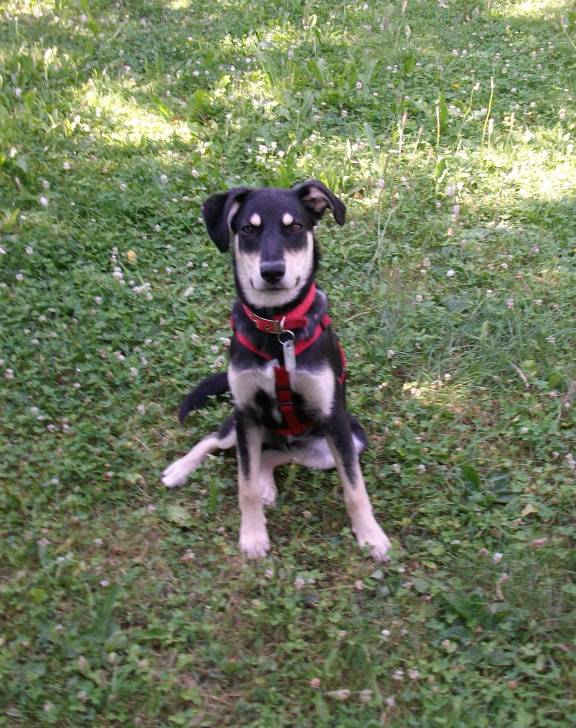 Rocket - Mâle (7 mois)