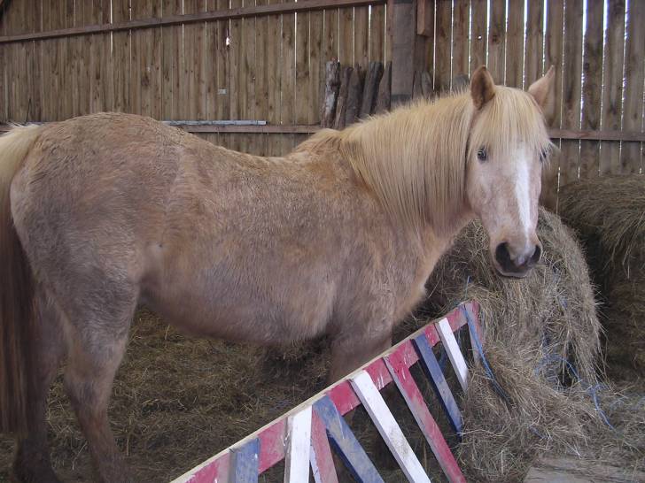 Jazz - Mâle (18 ans)
