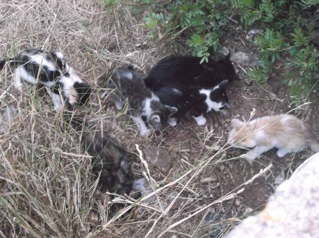 Katzenbabys - (1 mois)