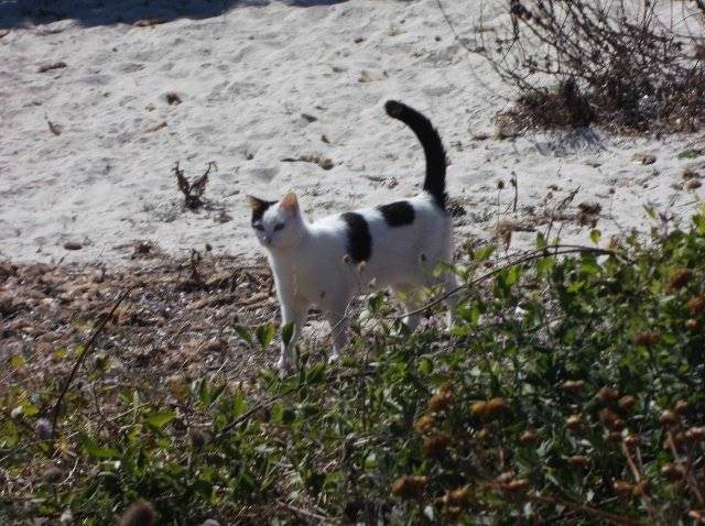 Beach Cat (: - (2 ans)