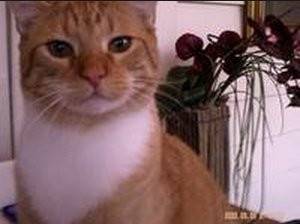 Buster - Mâle (3 ans)