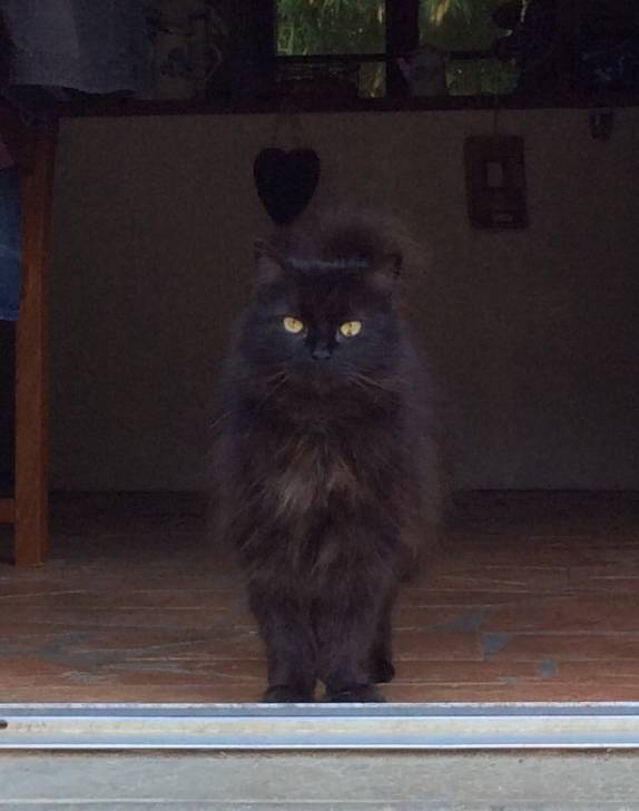 Pouf - Mâle (3 ans)