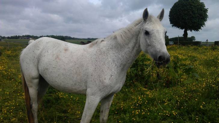 Queckolet - (12 ans)
