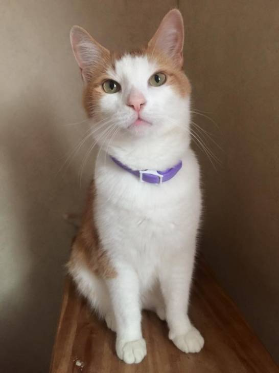Teddy - Mâle (6 ans)
