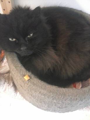 Moreno - Mâle (5 ans)
