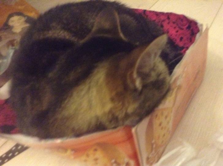 Fefe fait la gueule - (8 ans)