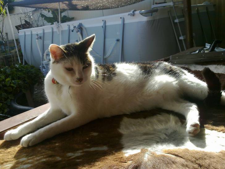 Sylvester - Mâle (12 ans)