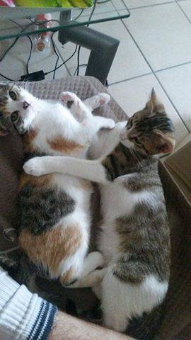 Nova et Caramel - (5 mois)