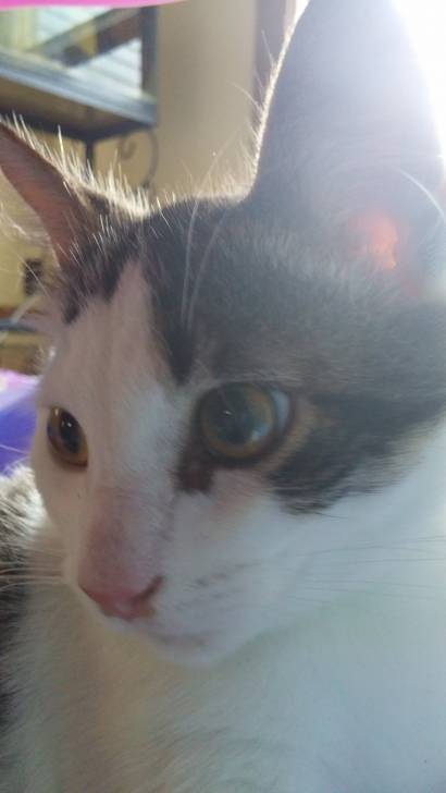 Snickers - Mâle (3 mois)