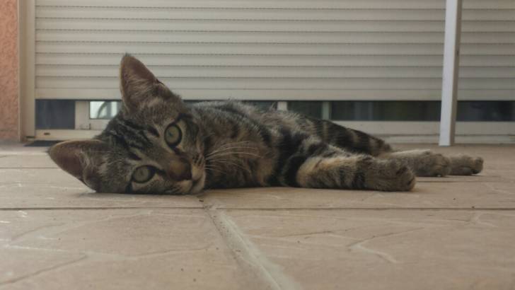 Lizzie - (8 mois)