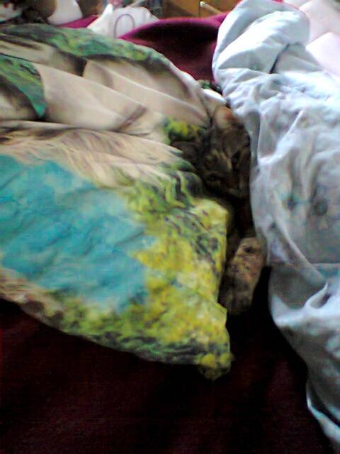 missy - (8 ans)