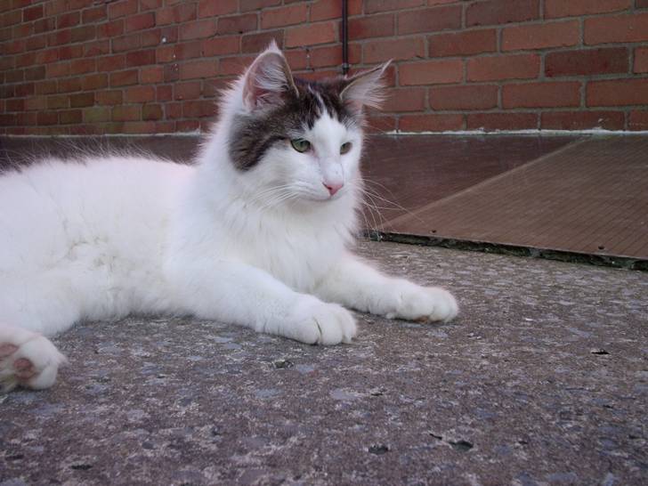 Reuben - Mâle (3 ans)