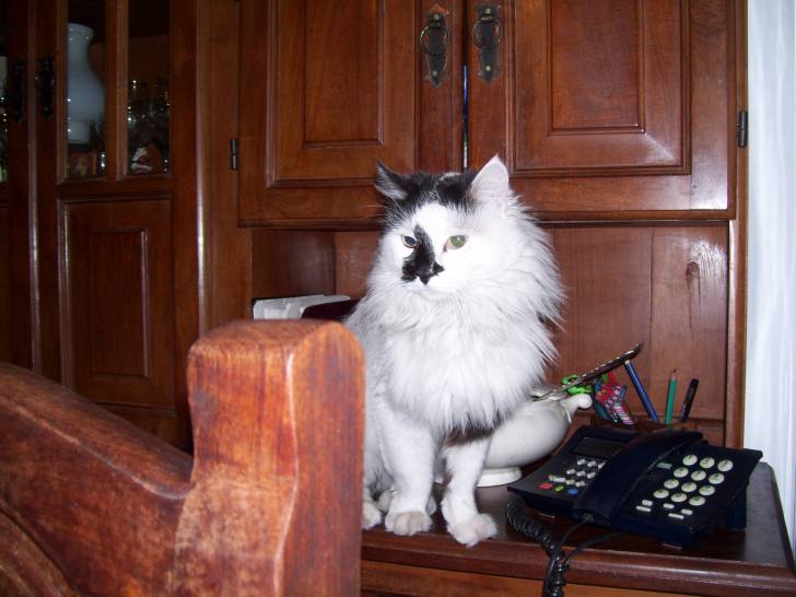 Tony - Mâle (3 ans)