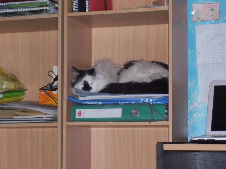 Tony - Mâle (3 ans)