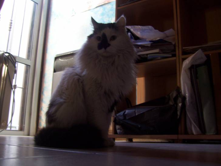Tony - Mâle (3 ans)