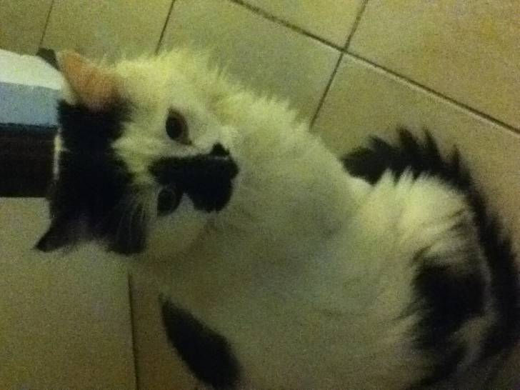 Tony - Mâle (3 ans)