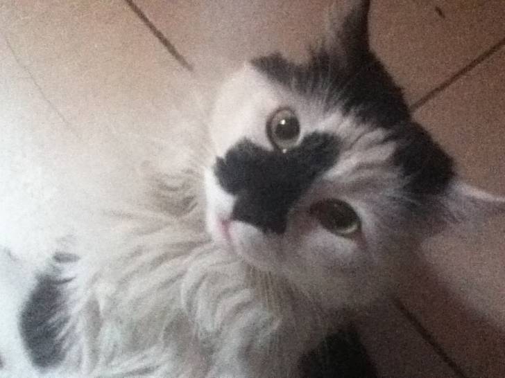 Tony - Mâle (3 ans)
