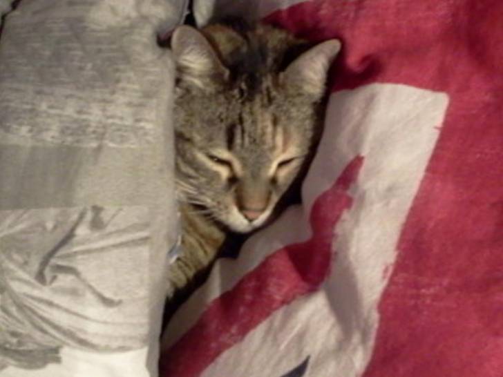 missy - (8 ans)