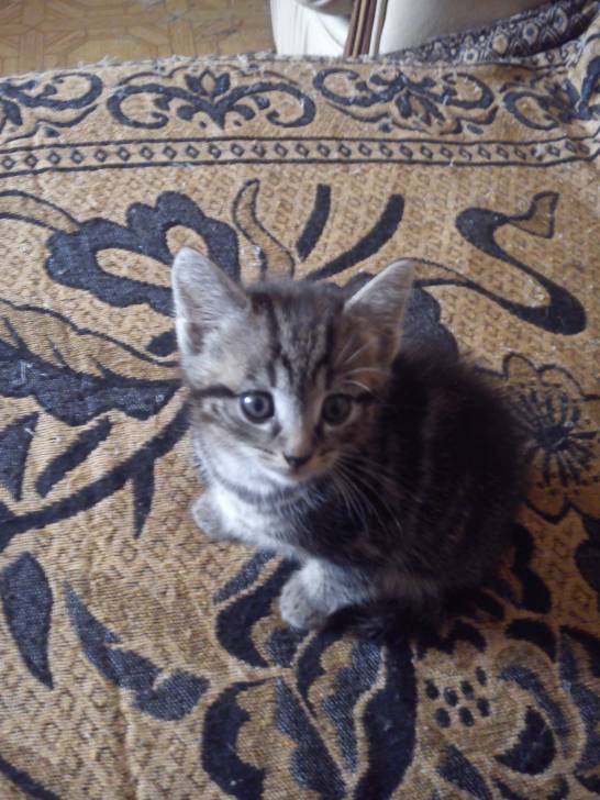 pepette - (2 mois)