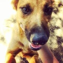 Nefer - Mâle (2 ans)