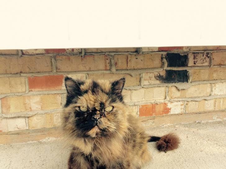 Nikki - (5 ans)