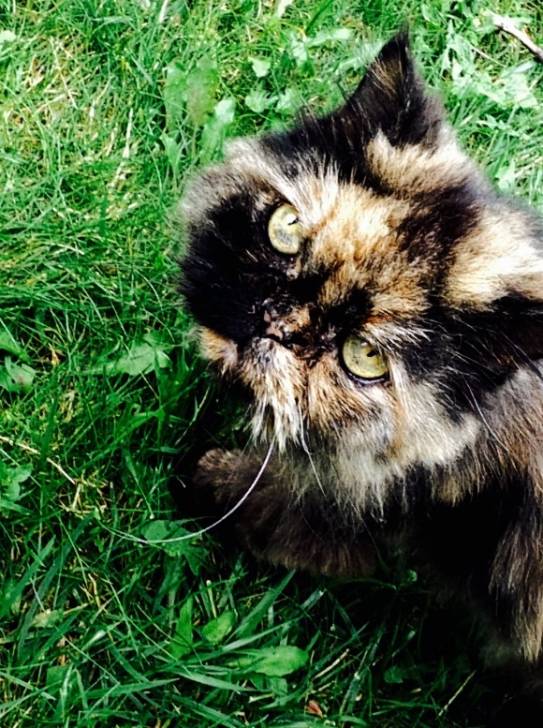 Nikki - (5 ans)
