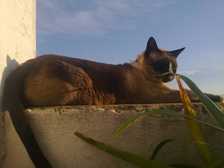 Mariano - Mâle (7 ans)