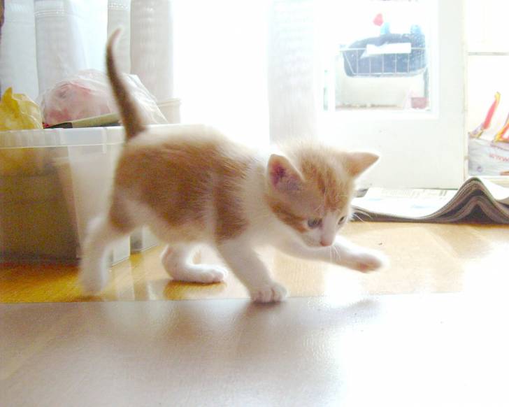 - - (3 mois)