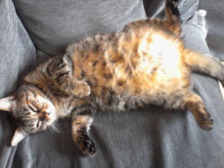 Réglisse - (4 ans)