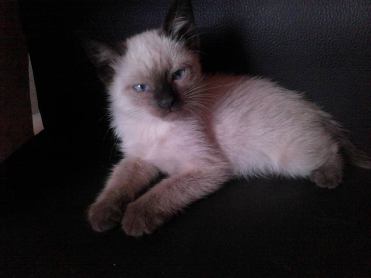 Kai - (2 mois)