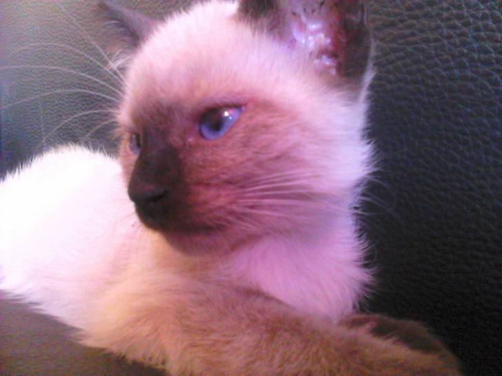 Kai - (2 mois)
